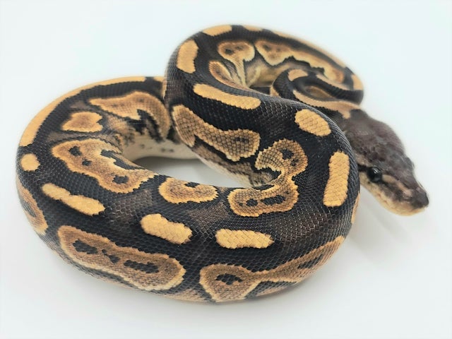 Cinnamon Ball Python Combos! Pewter, Urban Camo, Savannah